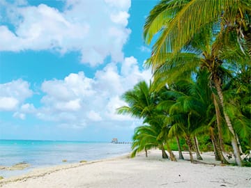 cozumel beach with palm trees