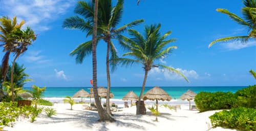 cozumel beach with palm trees