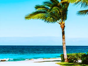 sand, turquoise water, blue sky, palm tree