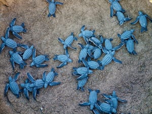 a bale of newly hatched turtles