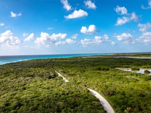 sandy road to beach through lush foilage