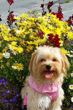 a puppy sitting in flowers