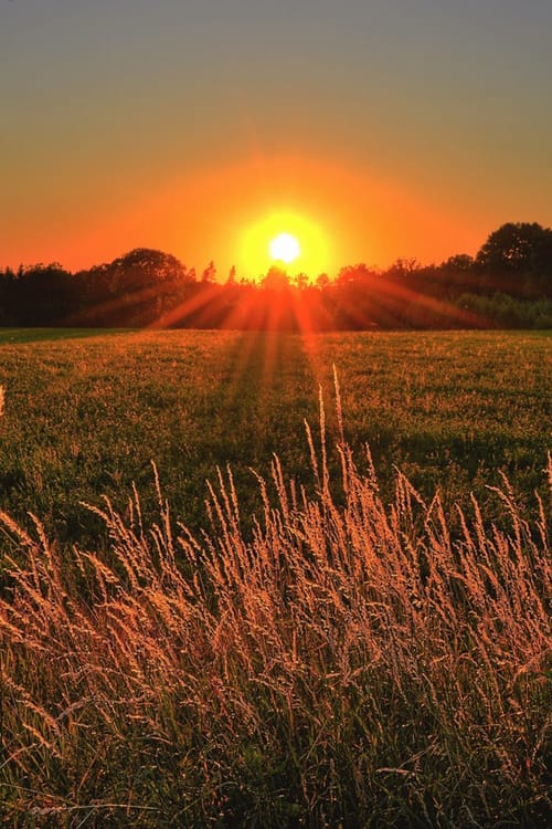 A sunset with waving grain.